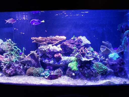Aquarium «Mote Marine Laboratory & Aquarium», reviews and photos, 1600 Ken Thompson Pkwy, Sarasota, FL 34236, USA