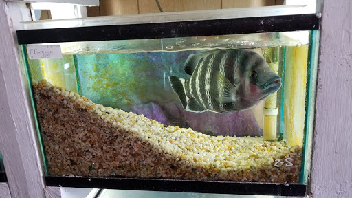 Pet Store «Fish City Pets», reviews and photos, 196 2nd St NW, Barberton, OH 44203, USA