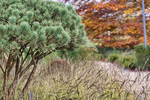 RIEGER GARTEN