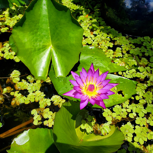 Pet Supply Store «Exotic Aquatic», reviews and photos, 275 E Oakland Park Blvd, Fort Lauderdale, FL 33334, USA