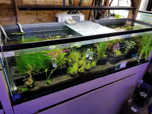 Tropical Fish Store «C K Fish World», reviews and photos, 410 N Azusa Ave, West Covina, CA 91791, USA