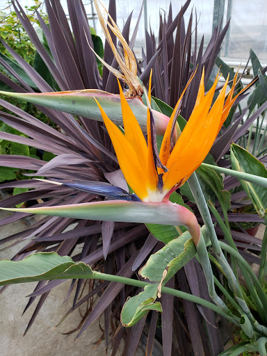 Plant Nursery «Blooming Acres», reviews and photos, 7561 State Rd, Wadsworth, OH 44281, USA