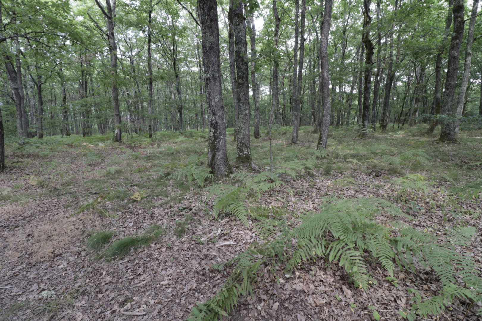 Photo n° 5 de l'avis de Vannier.l fait le 17/07/2020 à 16:38