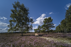 Nemitzer Heide image