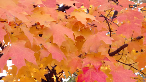 Golf Course «Highland National Golf Course», reviews and photos, 1403 Montreal Avenue, St Paul, MN 55116, USA