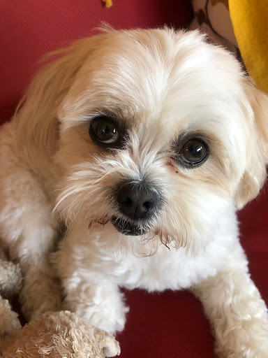 Pet Store «Belmont Pet Shop», reviews and photos, 17 Flett Rd, Belmont, MA 02478, USA