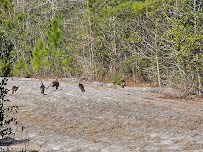 Massey Services - Photo 2 - Car repair in Myrtle Beach, SC, Myrtle Beach