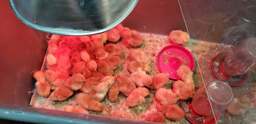 Pet Supply Store «Chelsea Farmers Supply», reviews and photos, 122 Jackson St, Chelsea, MI 48118, USA