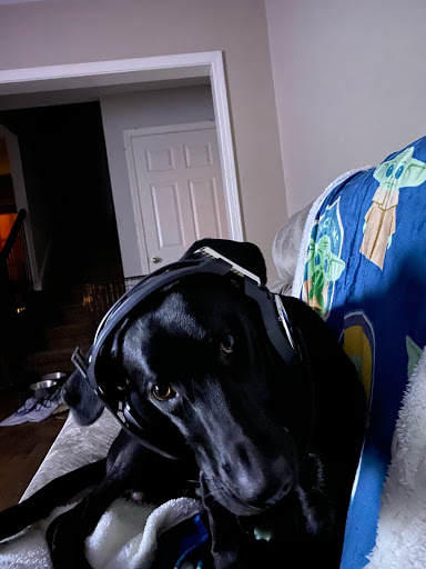 Pet Supply Store «Petco Animal Supplies», reviews and photos, 2807 Wilma Rudolph Blvd, Clarksville, TN 37040, USA