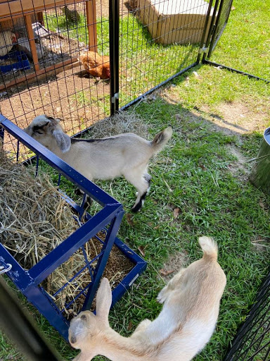 Blackberry Creek Mini Farm