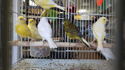 Pet Store «Louis Birds Pets & Supplies», reviews and photos, 80 Keyes St, San Jose, CA 95122, USA