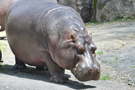 Hippo Habitat image 2