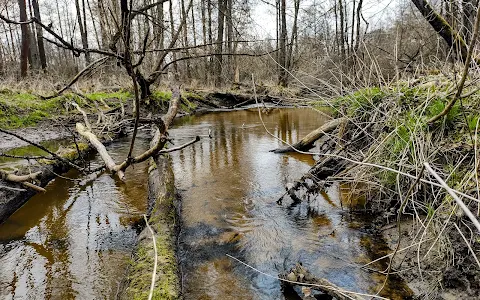 Forest Nature Reserve Słupecka image