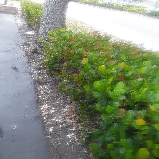 Mexican Restaurant «La Oaxaqueña Taqueria and Grocery Store», reviews and photos, 2795 Davis Blvd, Naples, FL 34104, USA