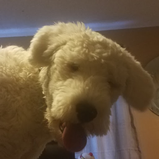 Pet Store «PetSmart», reviews and photos, 3720 River Point Parkway, Sheridan, CO 80110, USA