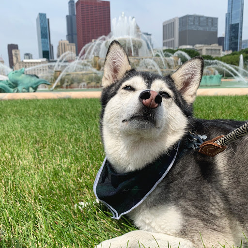 Fountain «Buckingham Fountain», reviews and photos, 301 S Columbus Dr, Chicago, IL 60605, USA