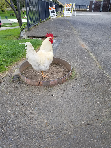 Pet Store «Village Pets», reviews and photos, 8522 Madison Ave, Fair Oaks, CA 95628, USA