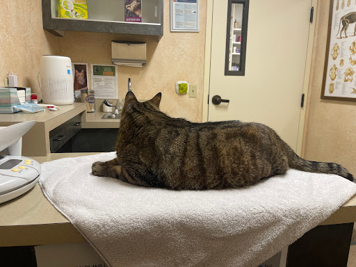 Cat Clinic image