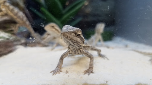 Pet Supply Store «Petco Animal Supplies», reviews and photos, 597 Hebron Rd #2, Heath, OH 43056, USA