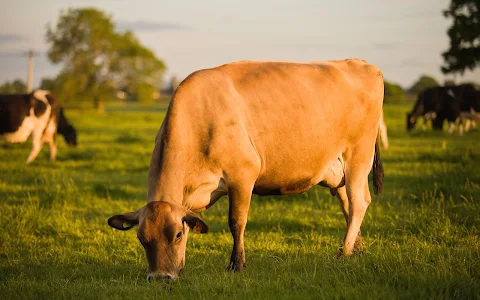 HERD Milk & Coffee image