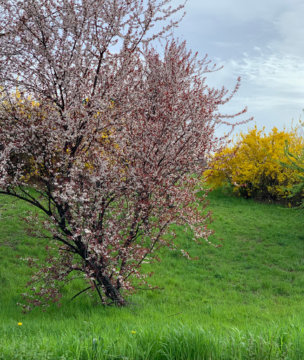 Park «Hoffman Park», reviews and photos, Hoffman Dr, Elmhurst, NY 11373, USA