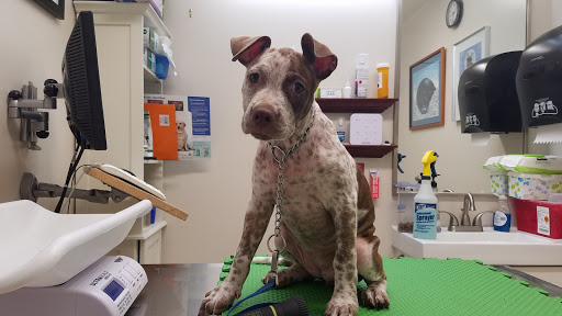 King Street Pet Hospital image