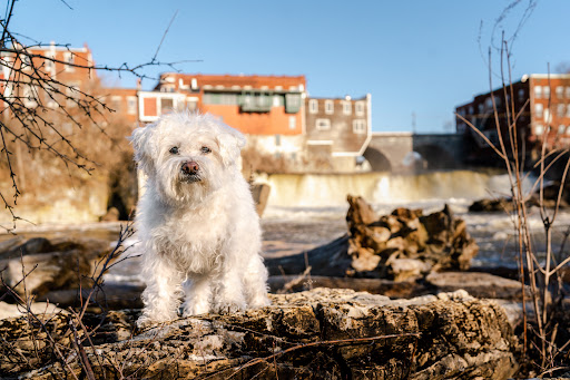 Gone To the Dogs Photography