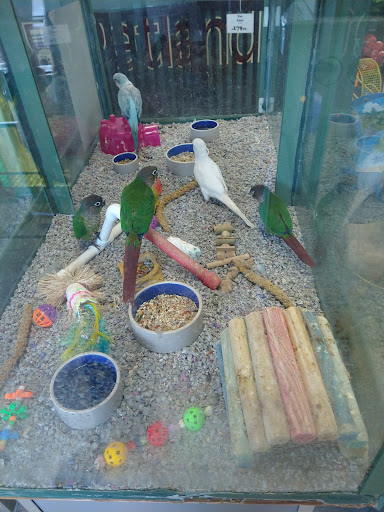 Pet Store «Petland», reviews and photos, 7030 Bandera Rd, San Antonio, TX 78238, USA