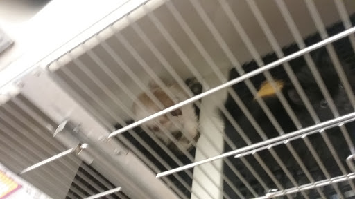 Pet Store «Just Puppies Inc», reviews and photos, 1028 York Rd, Towson, MD 21204, USA