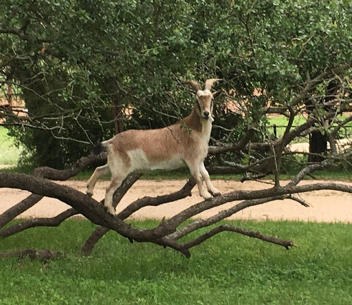 Event Venue «Montesino Ranch, Events and Lodging», reviews and photos, 300 Little Arkansas Rd, Wimberley, TX 78676, USA