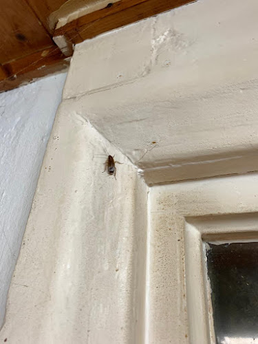 Cockroach Exterminators - London