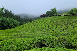 Daehan Dawon Green Tea Farm image