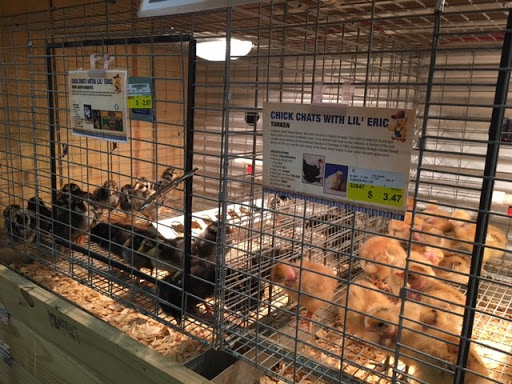 Buchheit of Centralia