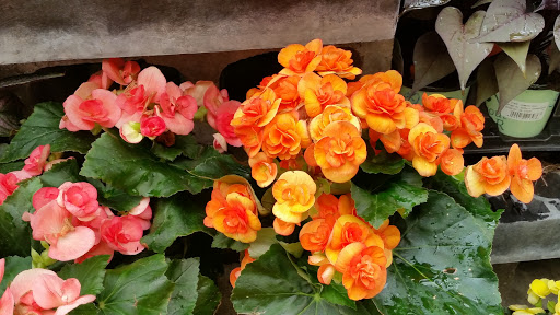 Hardware Store «Proctor Ace Hardware», reviews and photos, 5723 University Blvd W, Jacksonville, FL 32216, USA