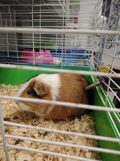 Pet Store «Animal Ark», reviews and photos, 2730 Brookdale Dr, Kingwood, TX 77339, USA