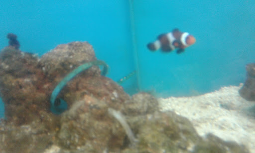 Pet Supply Store «Petco Animal Supplies», reviews and photos, 3430 W State St, Grand Island, NE 68803, USA