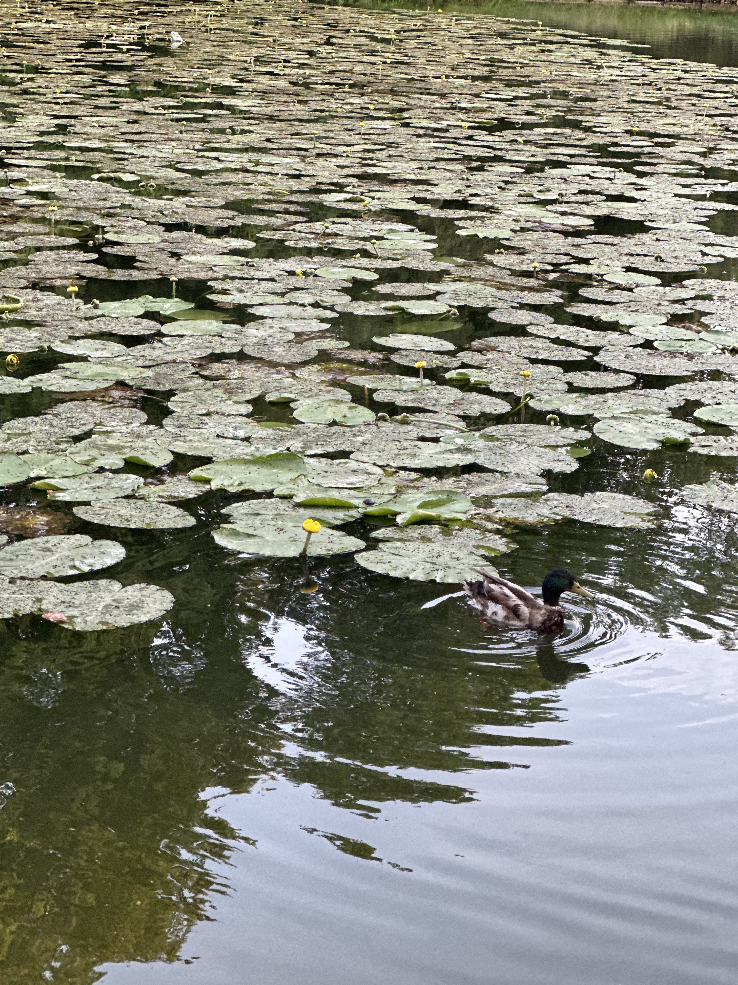 Photo n° 2 de l'avis de Rita.P fait le 08/06/2023 à 21:16