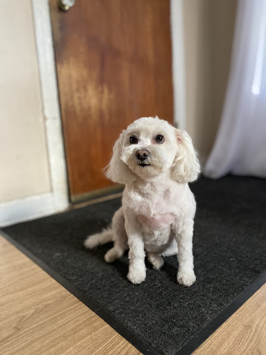 Pet Supply Store «PetSmart», reviews and photos, 5485 Touhy Ave, Skokie, IL 60077, USA