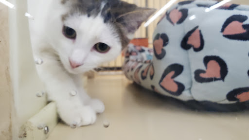 Pet Supply Store «PetSmart», reviews and photos, 3630 Peachtree Pkwy, Suwanee, GA 30024, USA