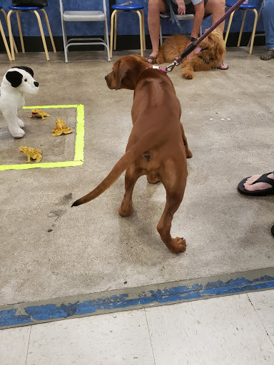 Pet Supply Store «PetSmart», reviews and photos, 2255 Pine Ridge Rd, Naples, FL 34109, USA