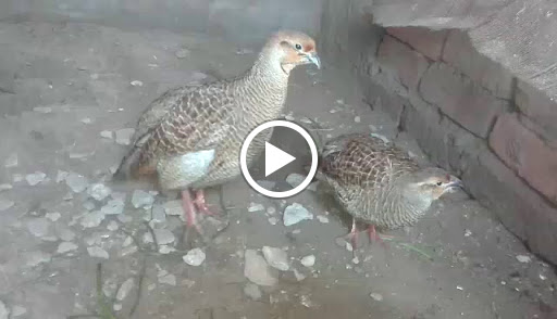 Pet Supply Store «Pet Food Express», reviews and photos, 3910 Middlefield Rd, Palo Alto, CA 94303, USA