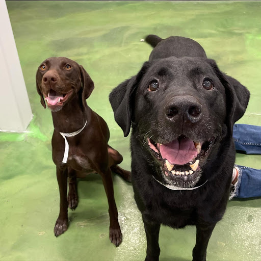 Pet Supply Store «Pet Club Maricopa», reviews and photos, 21145 N John Wayne Pkwy, Maricopa, AZ 85139, USA