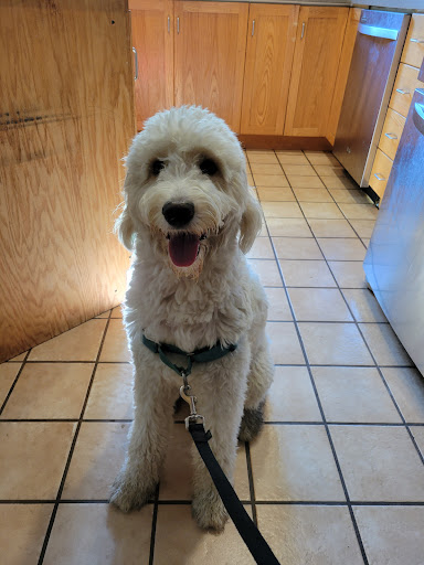 Pet Groomer «Pampered Pet Grooming & Supply», reviews and photos, 1127 North Ave #14, Burlington, VT 05408, USA