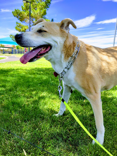 Park «Paul Meyer Park», reviews and photos, 4525 New Forest Dr, Las Vegas, NV 89147, USA