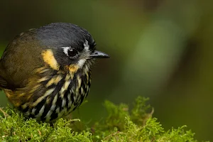 Bogota Birding & Colombia Wildlife Tours image