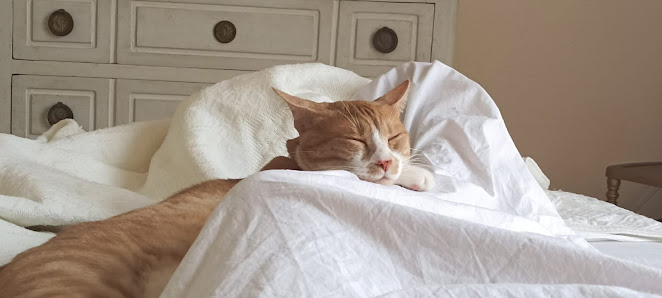 Gato