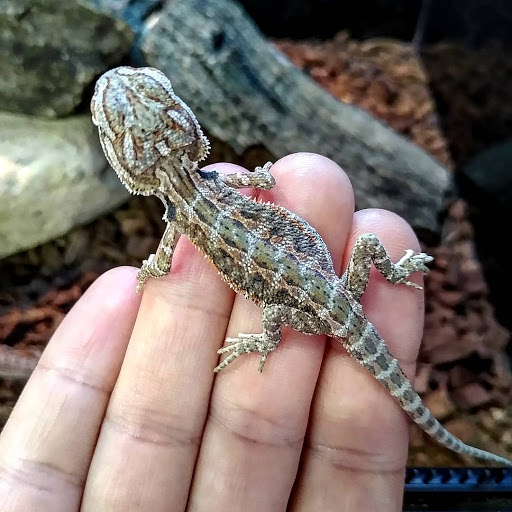 Pet Store «Gills And Thrills Pet Shop», reviews and photos, 204 E 8th St, Lockport, IL 60441, USA