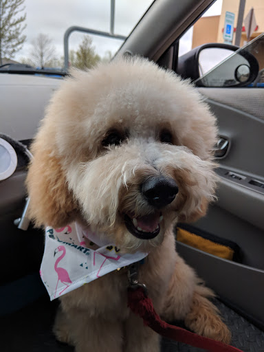 Pet Supply Store «PetSmart», reviews and photos, 3210 E Lynn Blvd, Sterling, IL 61081, USA