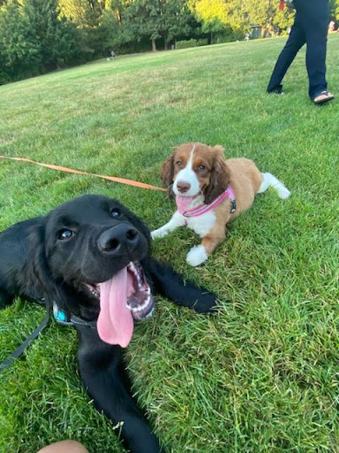 Park «EVERGREEN PARK», reviews and photos, 2615 NW 194th Terrace, Hillsboro, OR 97124, USA