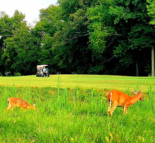 Public Golf Course «Queenstown Harbor Golf Course», reviews and photos, 310 Links Ln, Queenstown, MD 21658, USA